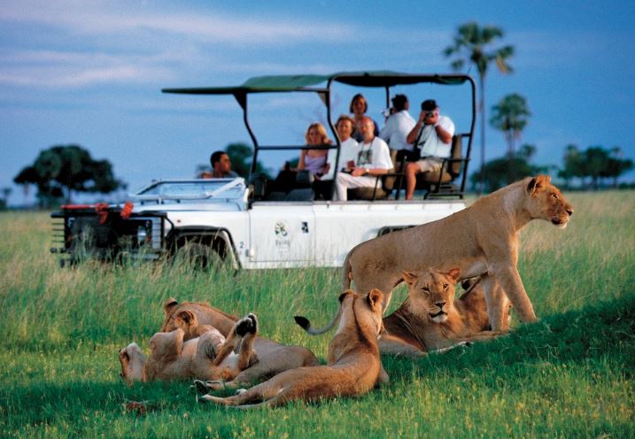 Luxury Safari Adventures: Experiencing the Wonders of the Wild